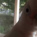 Do Goffin Cockatoos Talk