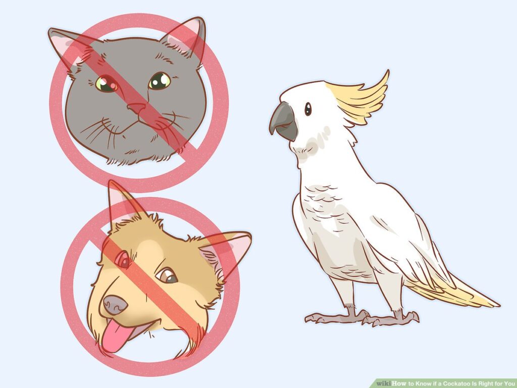 Do You Need a License to Own a Cockatoo