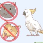 Do You Need a License to Own a Cockatoo