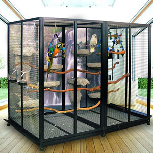 How Big Should a Lovebird Cage Be