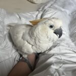 How Can You Tell How Old a Cockatoo is