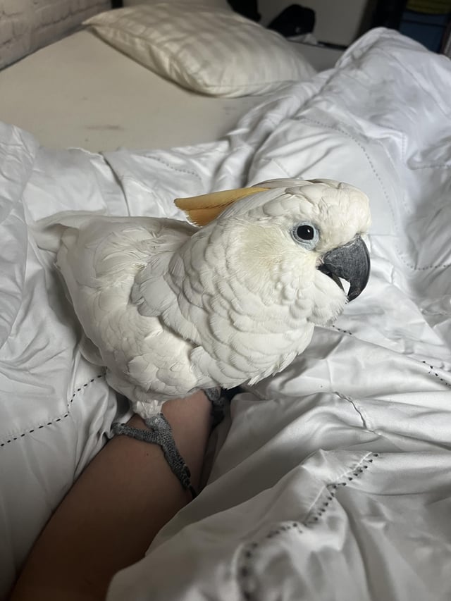 How Can You Tell How Old a Cockatoo is