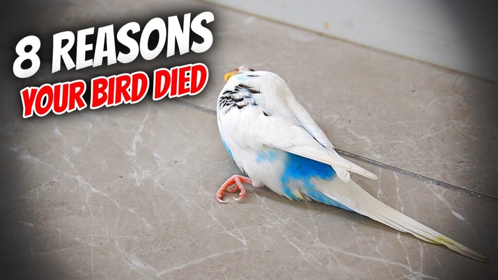 How Do Budgies Die