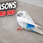 How Do Budgies Die