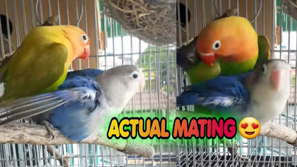 How Does Lovebirds Mate