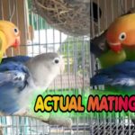 How Does Lovebirds Mate