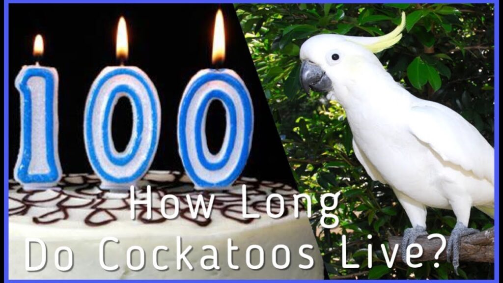 How Long Do Cockatoos Live