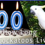 How Long Do Cockatoos Live