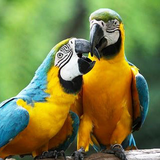 How Long Do Macaws Live As Pets