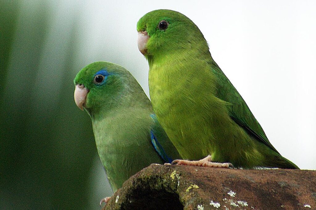 How Long Do Parrotlets Live?