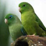 How Long Do Parrotlets Live?