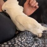 How Many Eggs Does a Cockatoo Lay