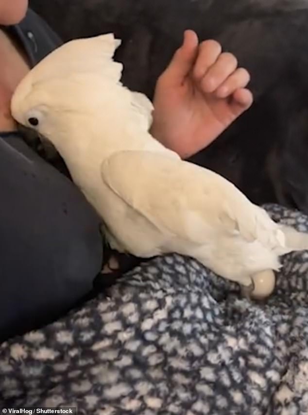 How Many Eggs Does a Cockatoo Lay