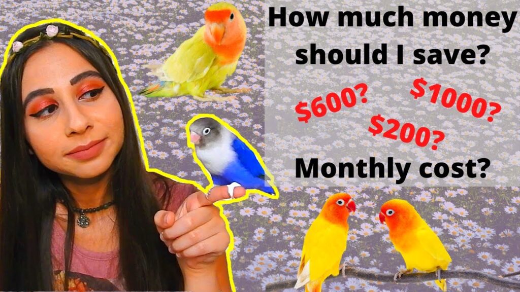 How Much Do Lovebirds Cost