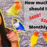 How Much Do Lovebirds Cost