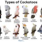 How Much is a Cockatoo