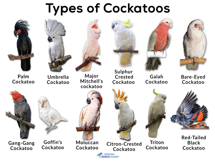 How Much is a Cockatoo