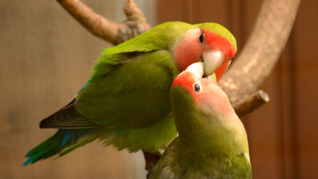 How Much Sleep Do Lovebirds Need