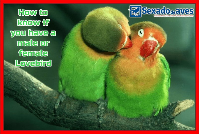 How to Tell the Gender of Lovebirds