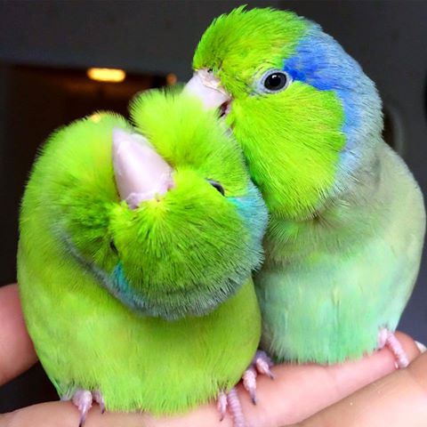 How Long Do Parrotlets Live  