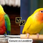 Lovebird Vs Budgie