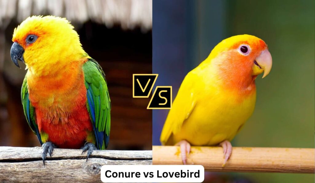 Lovebird Vs Budgie