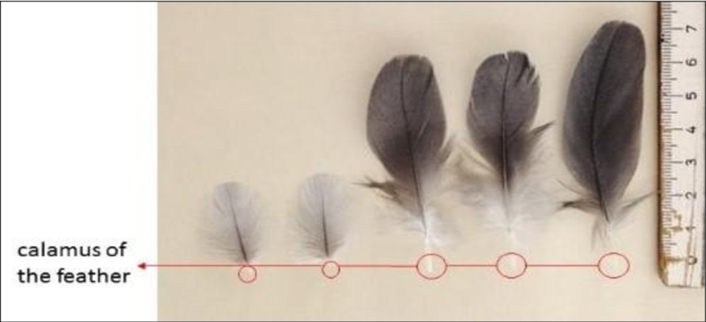 Plucked Feather Vs Molted Feather