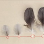 Plucked Feather Vs Molted Feather