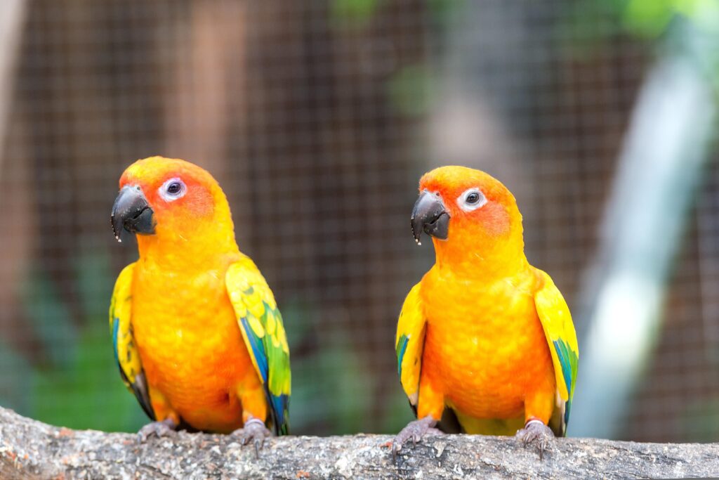 Sun Conure Vs Green Cheek Conure