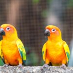 Sun Conure Vs Green Cheek Conure