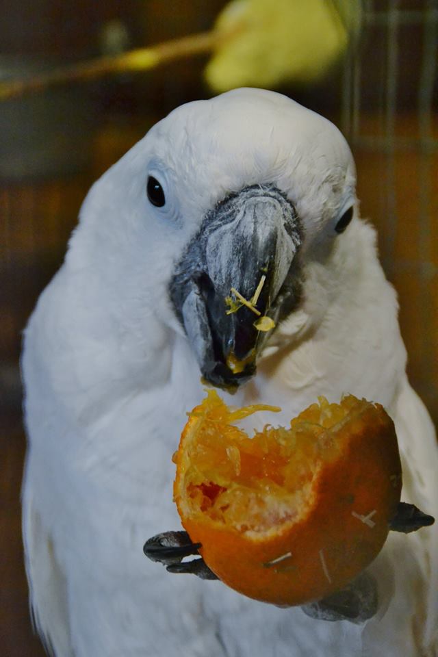 What Do Cockatoos Eat