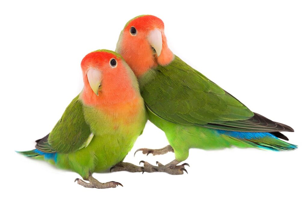 What Do Lovebirds Look Like