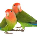 What Do Lovebirds Look Like