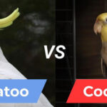 What'S the Difference between a Cockatiel And a Cockatoo