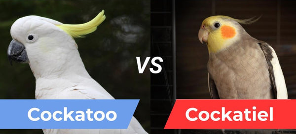 What'S the Difference between a Cockatiel And a Cockatoo