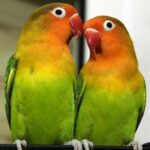 Where Can I Buy Lovebirds