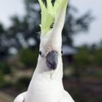 Why Do Cockatoos Dance