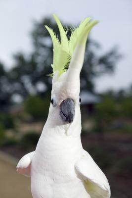 Why Do Cockatoos Dance