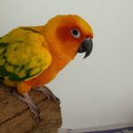 9 Facts About Sun Conures