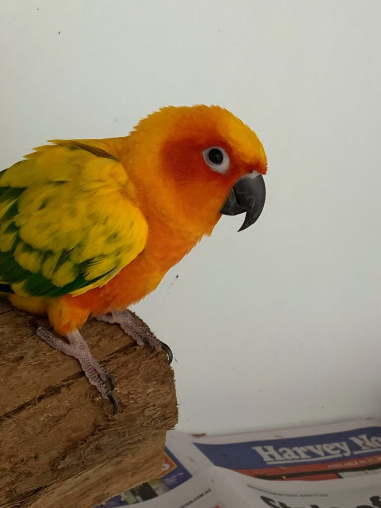 9 Facts About Sun Conures