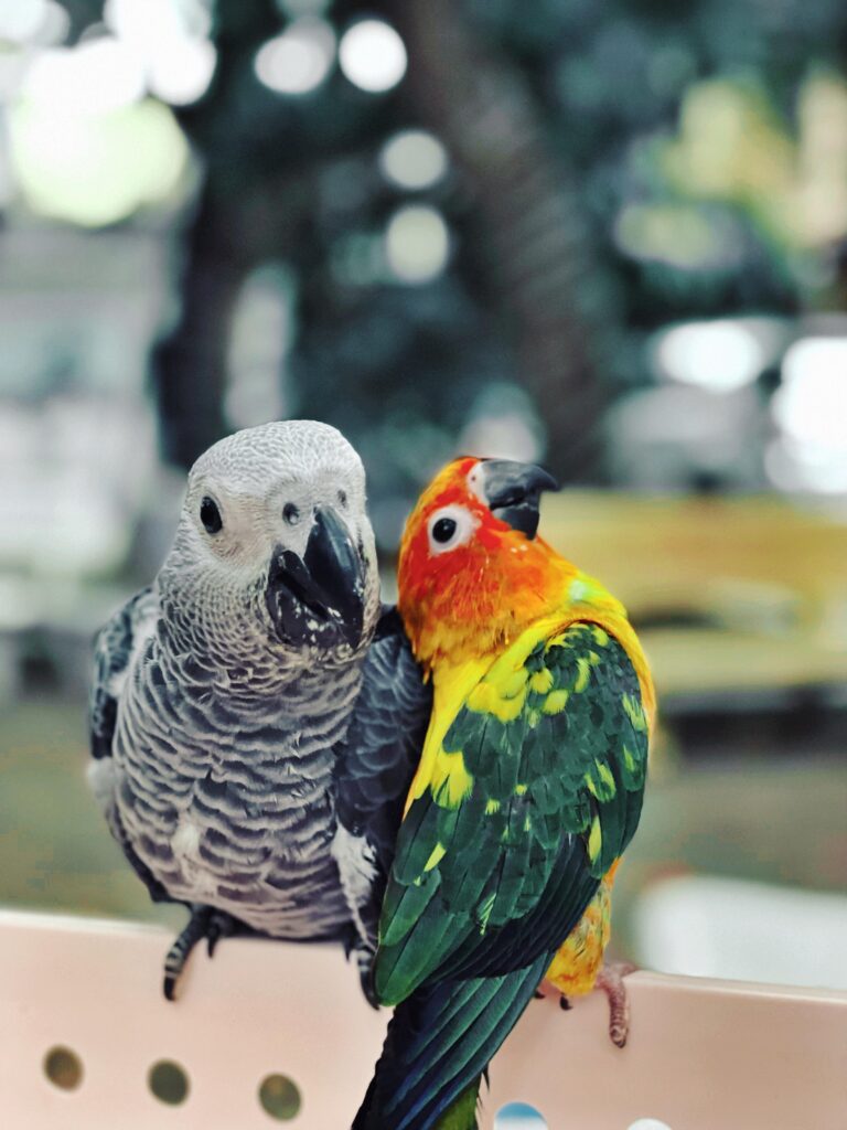 African Sun Conure