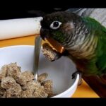 Best Talking Green Cheek Conure