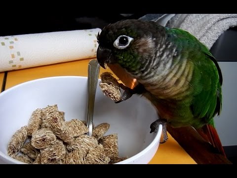 Best Talking Green Cheek Conure