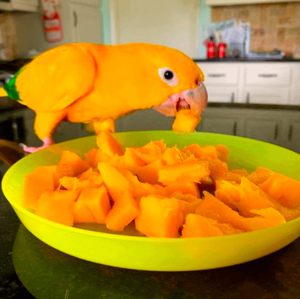 Can Sun Conure Eat Mango