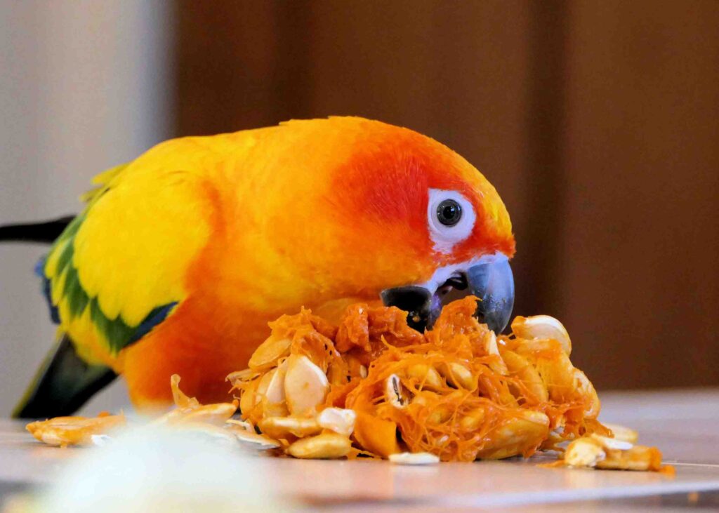 Can Sun Conures Eat Almonds