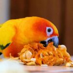 Can Sun Conures Eat Almonds