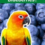 Can Sun Conures Eat Blueberries