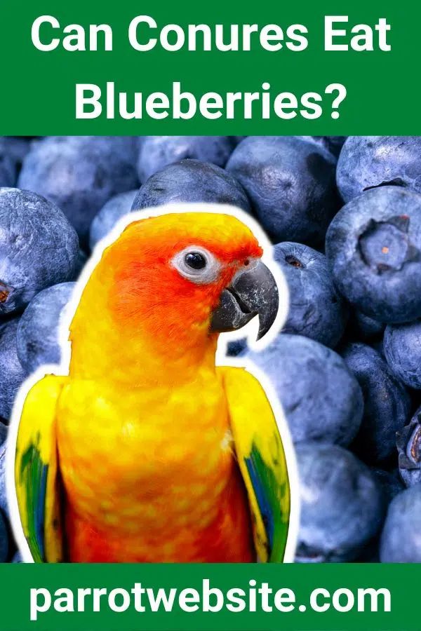 Can Sun Conures Eat Blueberries