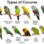 Different Types of Sun Conures