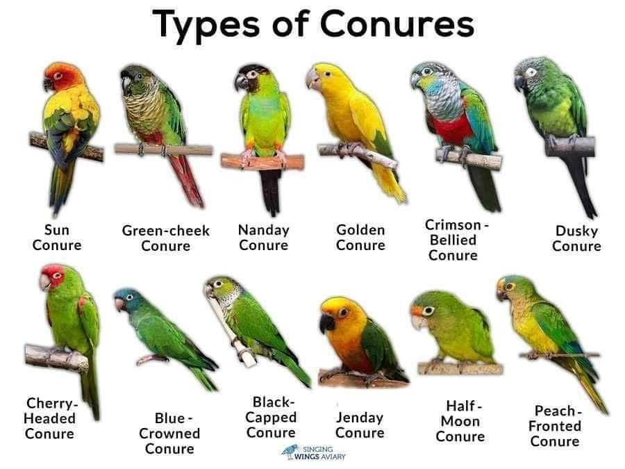 Different Types of Sun Conures